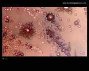 bacterial universe